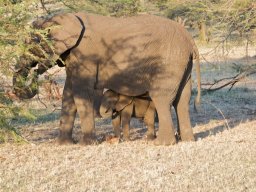 Bologonja_Seronera2009-13